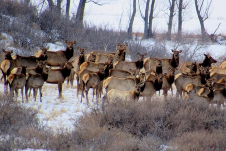 Boulder County Announces Seasonal Closures at Ron Stewart Preserve for Elk Management Program
