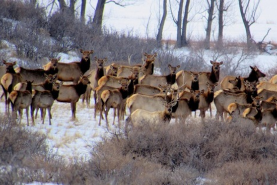 Boulder County Announces Seasonal Closures at Ron Stewart Preserve for Elk Management Program