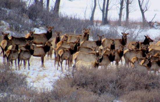 Boulder County Announces Seasonal Closures at Ron Stewart Preserve for Elk Management Program