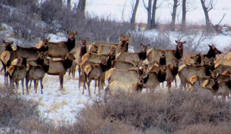 Boulder County Announces Seasonal Closures at Ron Stewart Preserve for Elk Management Program