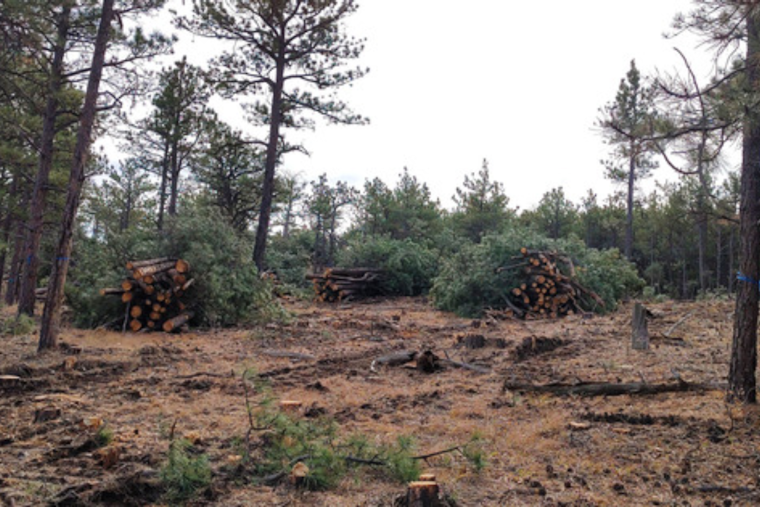 Boulder County Invites Applications for Wildfire Mitigation Grants, Prioritizing Large-Scale Conservation Efforts