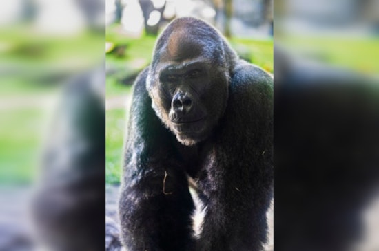 Busch Gardens Mourns the Loss of Jim, a Beloved 37-Year-Old Gorilla, Amidst Concerns for Troop's Well-being
