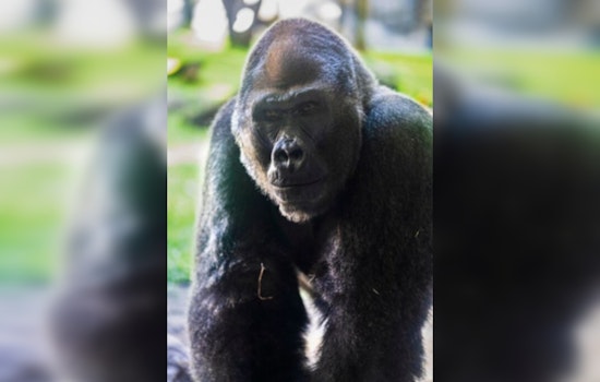 Busch Gardens Mourns the Loss of Jim, a Beloved 37-Year-Old Gorilla, Amidst Concerns for Troop's Well-being
