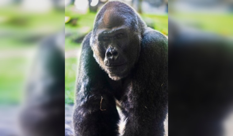 Busch Gardens Mourns the Loss of Jim, a Beloved 37-Year-Old Gorilla, Amidst Concerns for Troop's Well-being