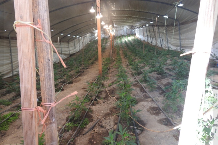 Calaveras County Officials Dismantle Major Illegal Marijuana Grow in Copperopolis, Three Arrested