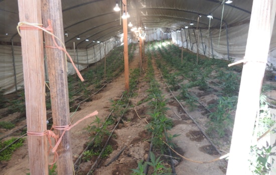 Calaveras County Officials Dismantle Major Illegal Marijuana Grow in Copperopolis, Three Arrested