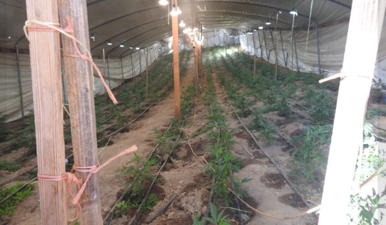 Calaveras County Officials Dismantle Major Illegal Marijuana Grow in Copperopolis, Three Arrested