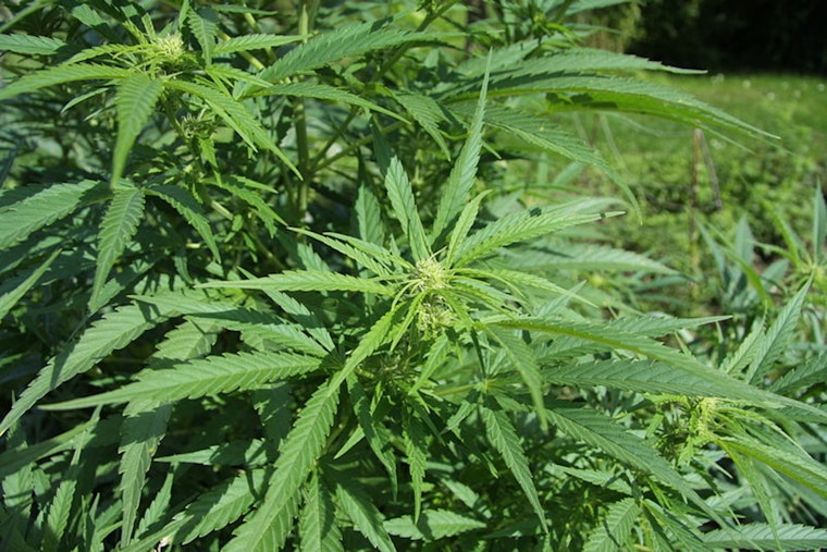 California Enacts Emergency Regulations Banning Intoxicating Hemp Products with THC to Protect Adolescents