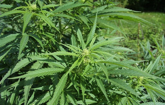 California Enacts Emergency Regulations Banning Intoxicating Hemp Products with THC to Protect Adolescents