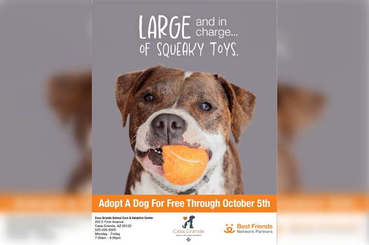 Casa Grande Shelter Offers Free Dog Adoptions to Ease Overcrowding