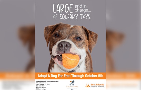 Casa Grande Shelter Offers Free Dog Adoptions to Ease Overcrowding