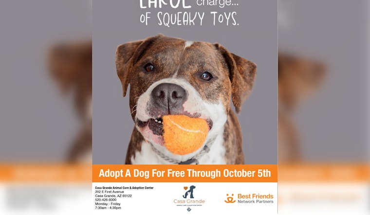 Casa Grande Shelter Offers Free Dog Adoptions to Ease Overcrowding