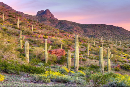 Central Arizona to Host Virtual Workforce Forum Aimed at Regional Collaboration and Development