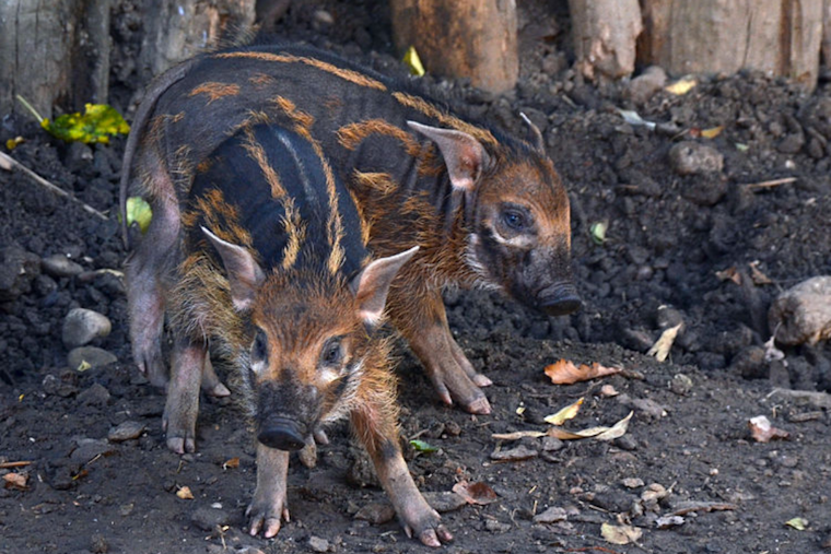 Cheyenne Mountain Zoo Welcomes Adorable Surprise: Newborn Red River Hog Joins the Family