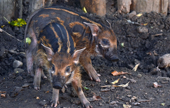 Cheyenne Mountain Zoo Welcomes Adorable Surprise: Newborn Red River Hog Joins the Family