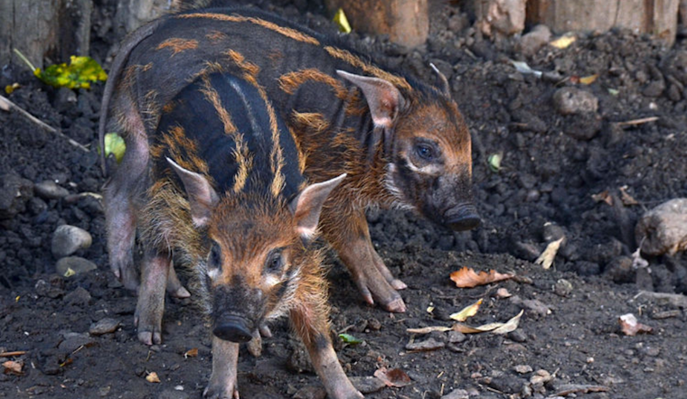 Cheyenne Mountain Zoo Welcomes Adorable Surprise: Newborn Red River Hog Joins the Family