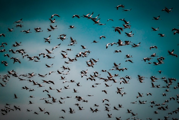Chicago Urged to Dim Lights as Up to 70 Million Birds Take Flight During Peak Migration Season