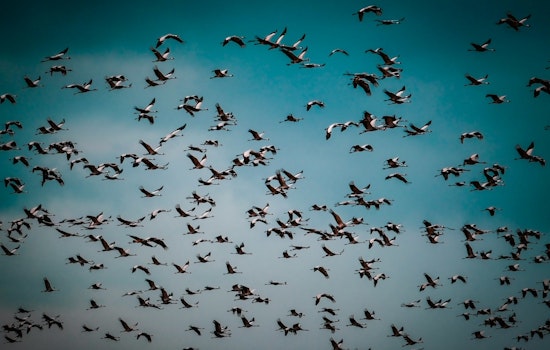 Chicago Urged to Dim Lights as Up to 70 Million Birds Take Flight During Peak Migration Season