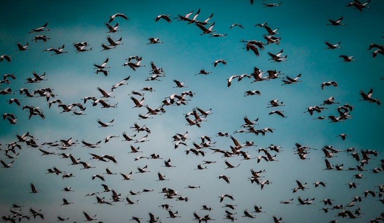 Chicago Urged to Dim Lights as Up to 70 Million Birds Take Flight During Peak Migration Season