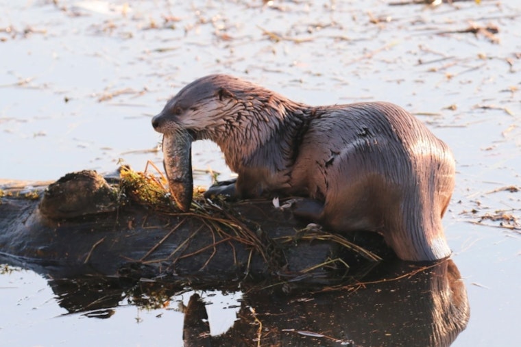 Child Injured in Unusual River Otter Attack at Bremerton Marina