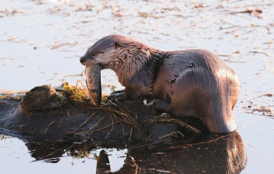 Child Injured in Unusual River Otter Attack at Bremerton Marina