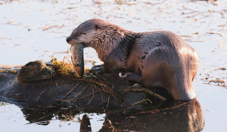 Child Injured in Unusual River Otter Attack at Bremerton Marina