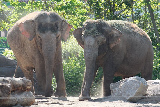 Cincinnati Zoo to Open Expansive Harry and Linda Fath Elephant Trek Habitat in October