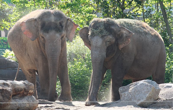 Cincinnati Zoo to Open Expansive Harry and Linda Fath Elephant Trek Habitat in October
