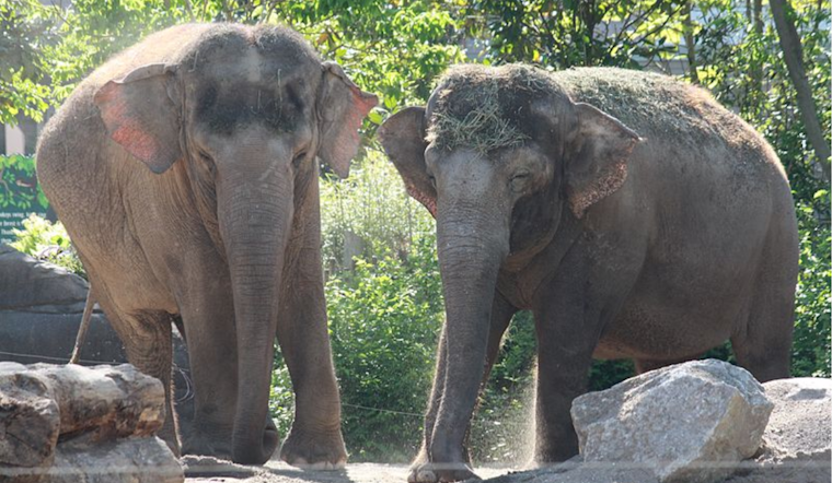 Cincinnati Zoo to Open Expansive Harry and Linda Fath Elephant Trek Habitat in October
