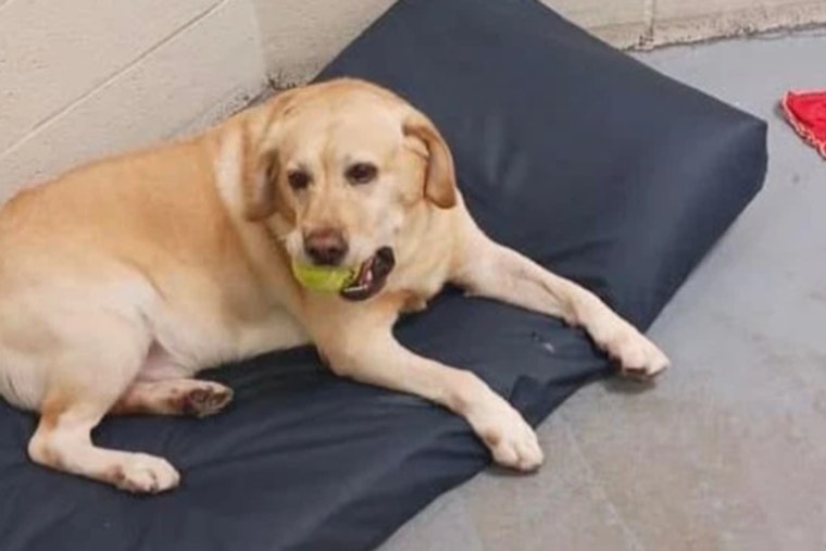 Cleveland County in Mourning after Unexpected Death of K-9 Dolar During Training
