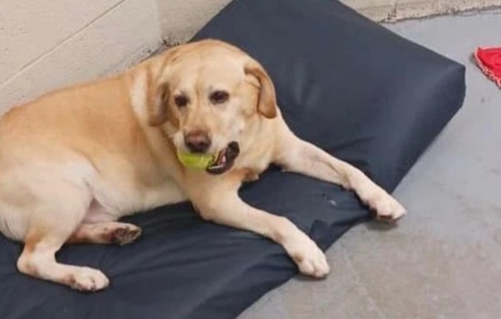 Cleveland County in Mourning after Unexpected Death of K-9 Dolar During Training