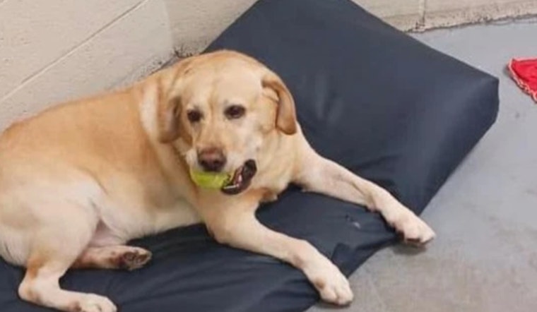 Cleveland County in Mourning after Unexpected Death of K-9 Dolar During Training