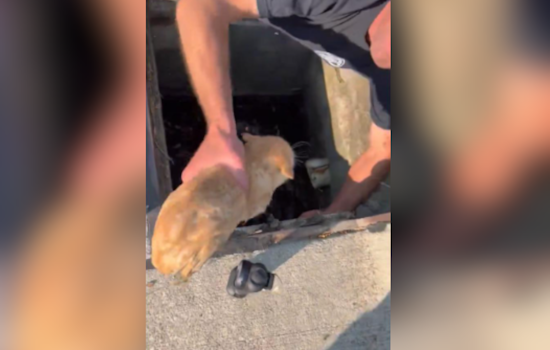Cleveland Suburb Witnesses Creative Kitten Rescue by Chardon Firefighters Using Leaf Blower
