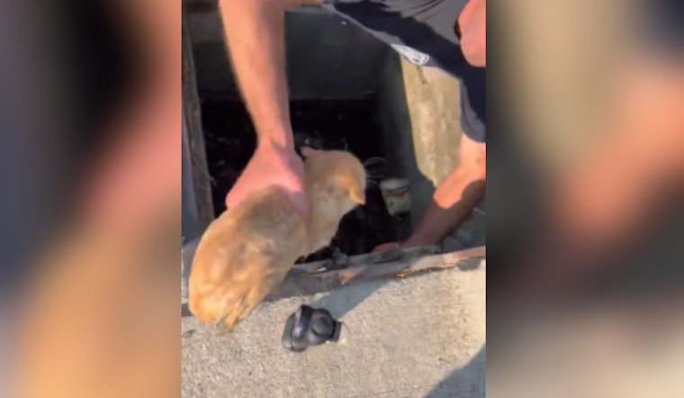 Cleveland Suburb Witnesses Creative Kitten Rescue by Chardon Firefighters Using Leaf Blower