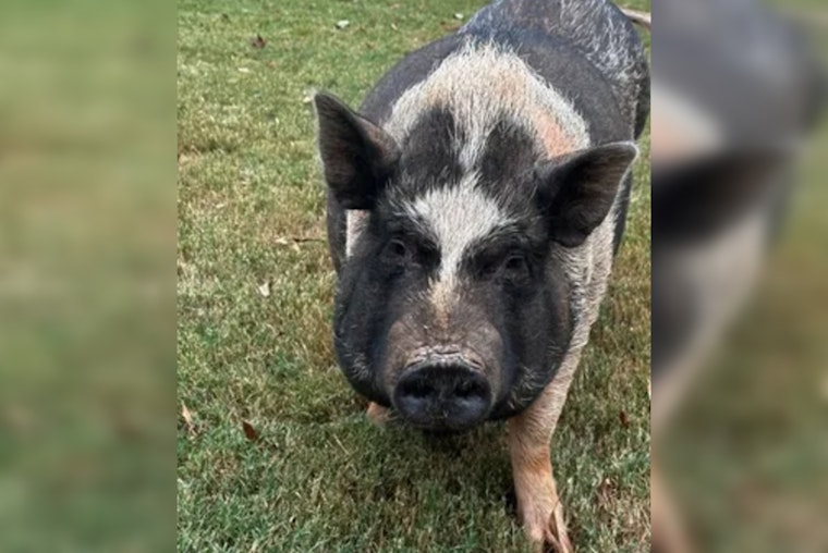 Cobb County Police Enter the Sty as Officers Wrangle Runaway Pig Oreo with Treats