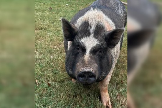 Cobb County Police Enter the Sty as Officers Wrangle Runaway Pig Oreo with Treats