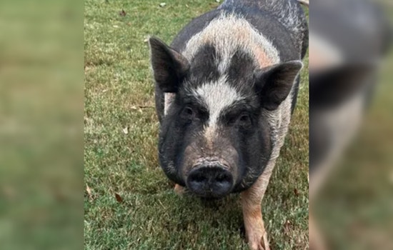 Cobb County Police Enter the Sty as Officers Wrangle Runaway Pig Oreo with Treats