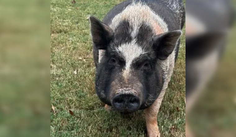 Cobb County Police Enter the Sty as Officers Wrangle Runaway Pig Oreo with Treats