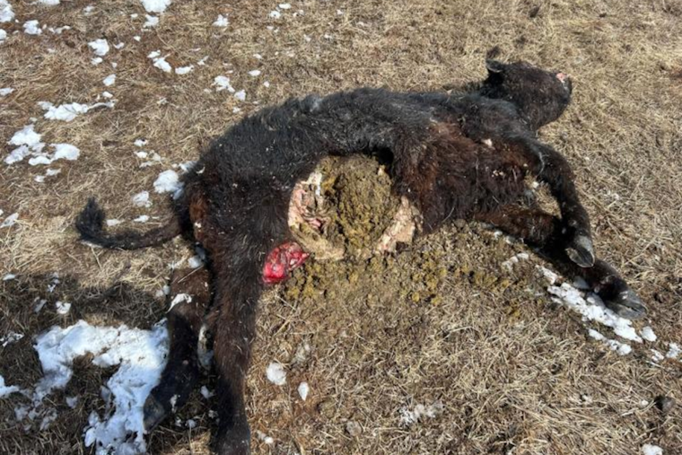 Colorado Agricultural Groups Petition to Pause Wolf Reintroduction Over Livestock Concerns