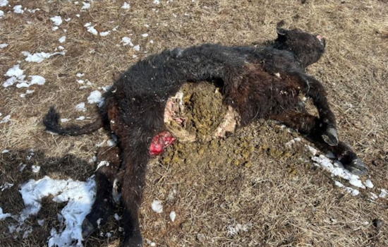 Colorado Agricultural Groups Petition to Pause Wolf Reintroduction Over Livestock Concerns