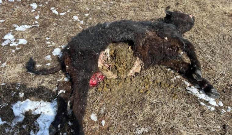 Colorado Agricultural Groups Petition to Pause Wolf Reintroduction Over Livestock Concerns