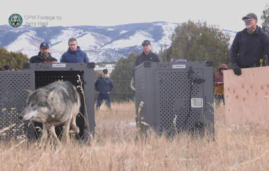Colorado Teams Up With Canada for Gray Wolf Reintroduction: 15 Wolves to Roam Western Colorado Terrain