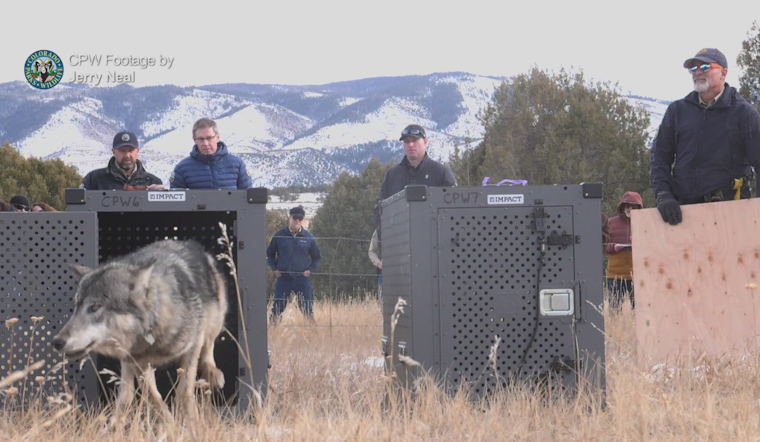 Colorado Teams Up With Canada for Gray Wolf Reintroduction: 15 Wolves to Roam Western Colorado Terrain