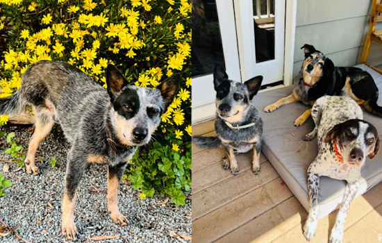 Community Compassion Fuels Recovery, Boone the Tri-Pawed Cattle Dog Thrives Thanks to Spirit Medical Fund's Aid