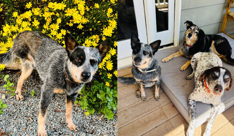 Community Compassion Fuels Recovery, Boone the Tri-Pawed Cattle Dog Thrives Thanks to Spirit Medical Fund's Aid