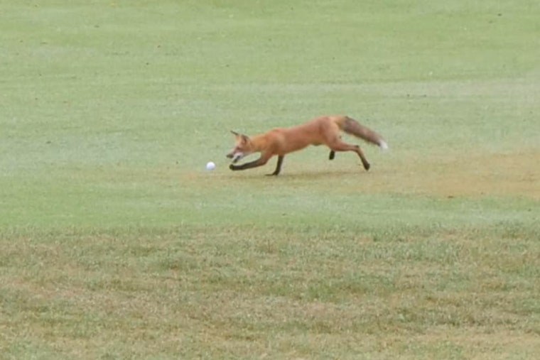 Cunning Fox Earns "Mammal of Interest" Status at Jefferson County Sheriff's Charity Golf Event