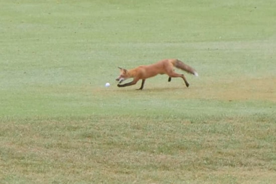 Cunning Fox Earns "Mammal of Interest" Status at Jefferson County Sheriff's Charity Golf Event