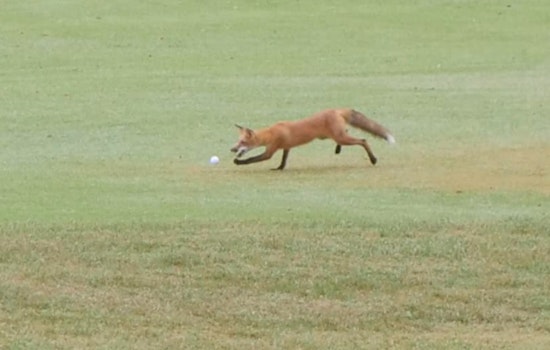 Cunning Fox Earns "Mammal of Interest" Status at Jefferson County Sheriff's Charity Golf Event