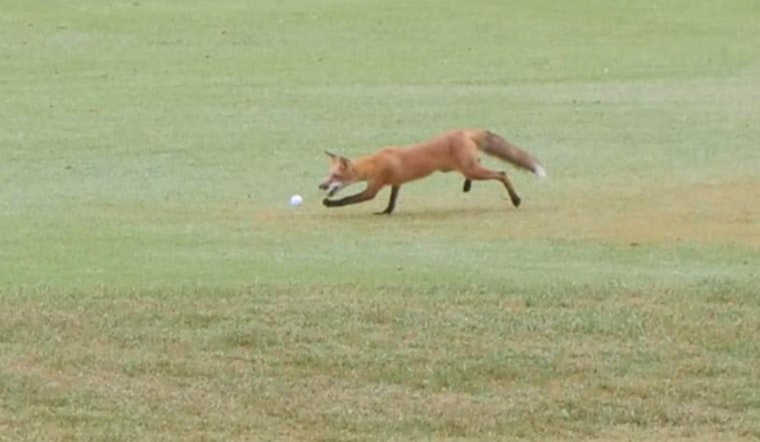 Cunning Fox Earns "Mammal of Interest" Status at Jefferson County Sheriff's Charity Golf Event