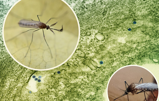 Dallas Ramps Up Mosquito Control Measures to Counteract West Nile Virus Spread